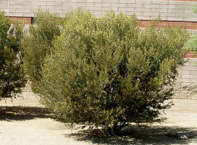 Leather-Leaf Acacia