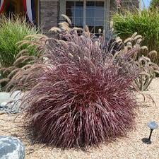 Purple Fountain Grass