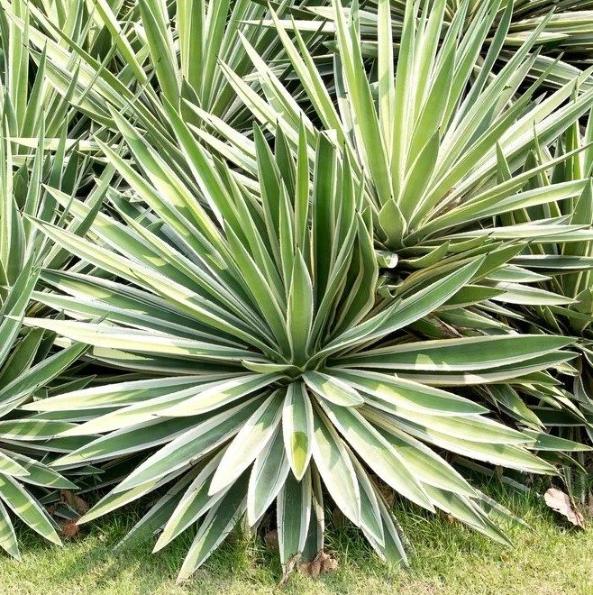 Agave - Sisal